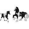 Poulain Cob irlandais noir PAPO