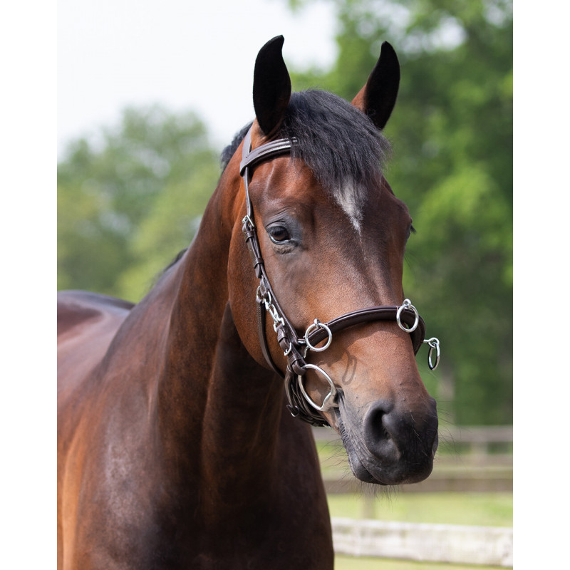 Caveçon Cuir Noir QHP - Pour Cheval Avec Forme Anatomique