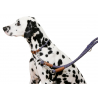 Collier Pour Chien Phoenix