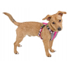 Harnais Pour Petits Chiens