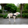 Harnais Pour Chien Miami Plus