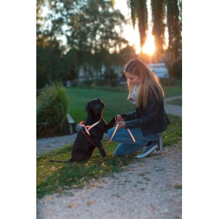Harnais Norvégien Pour Chien Réfléchissant