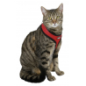 Harnais Pour Chat Active