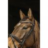 Bridon Norton Pro " Galon "