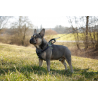 Harnais Pour La Voiture