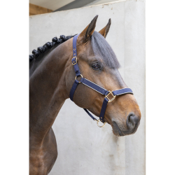 Licol Et Longe " Hansy "...