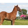 Jouets Pour Chevaux