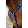 Collier de chasse Endurance " POP " NORTON
