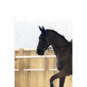 Bonnet Cheval Pro - Confort " Dona "