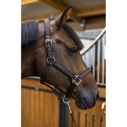 Licol et Longe Amour Harcour