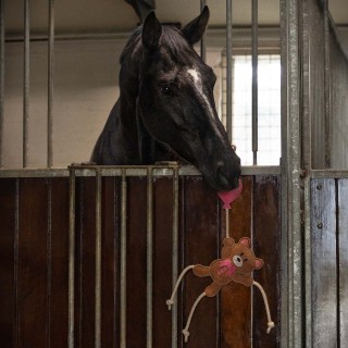 Jouets Pour Chevaux Valentine