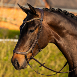 bridon anatomic gold