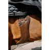 sangle bavette norton pro - protec