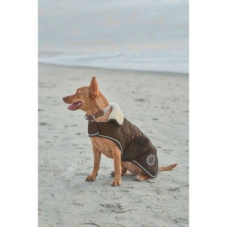 couverture pour chien usa bernie