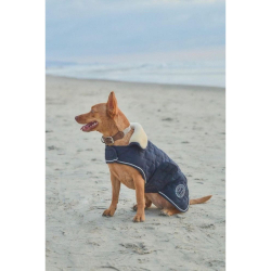 couverture pour chien usa bernie