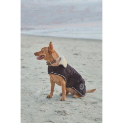 couverture pour chien usa bernie