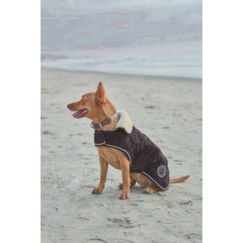 couverture pour chien usa bernie
