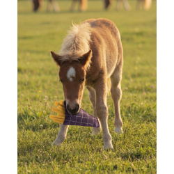 jouets pour chevaux...