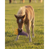 jouets pour chevaux snackcounter