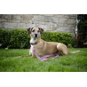 Laisse longue pour chien