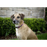 copy of Collier pour chien 25 - 35 cm