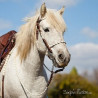 Bride camargue en corde et cuir