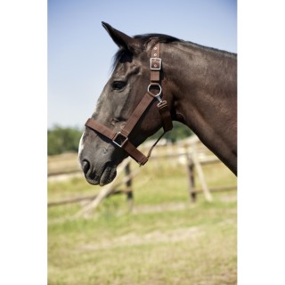 Licol NORTON cheval de trait