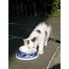 Gamelle pour chat en PVC