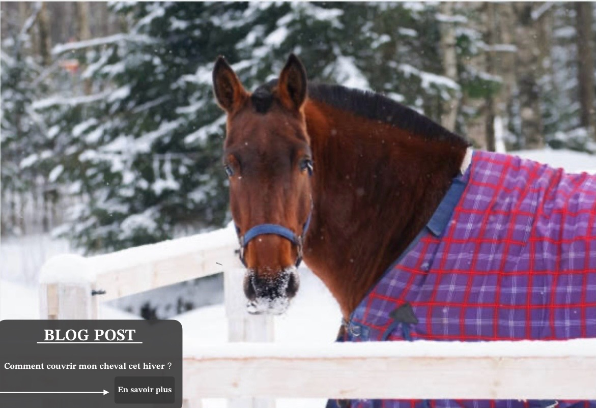 Comment couvrir mon cheval cet hiver ?